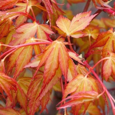 Japanese Maple 'Katsura' C10