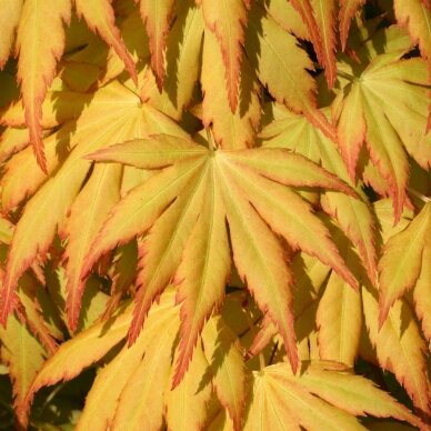 Japanese Maple 'Katsura' C10 2