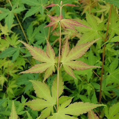 Japanese Maple 'Katsura' C10 3