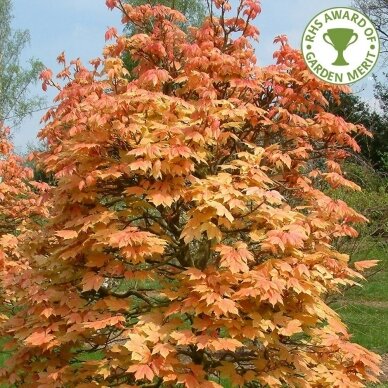 Sycamore maple 'BRILLIANTISSIMUM' C5