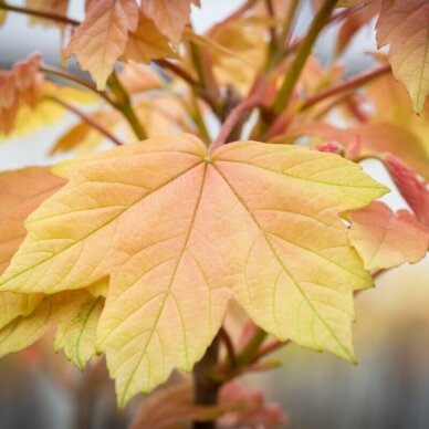 Sycamore maple 'BRILLIANTISSIMUM' C5 2