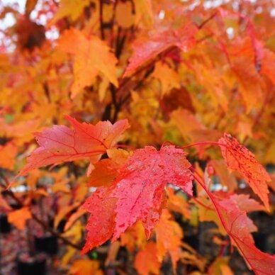 Red maple 'Autumn Flame' C10