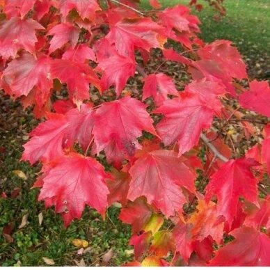 Red maple 'Autumn Radiance' C10