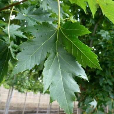 Red maple 'Celebration' C10 2