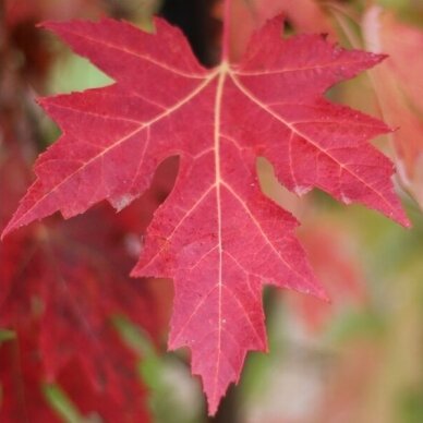 Red maple 'Celebration' C10