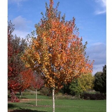 Red maple 'New World' C10 2