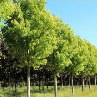 Silver maple 'Pyramidale' C10 2