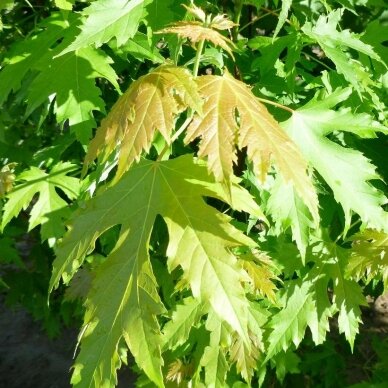 Silver maple 'Pyramidale' C10