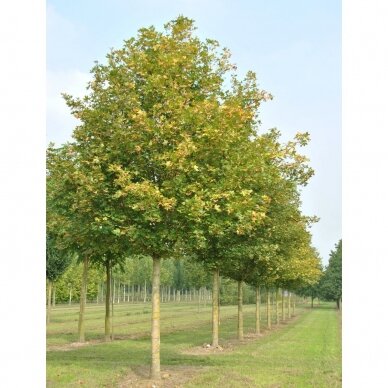 Field maple 'Huibers Elegant' C10 2