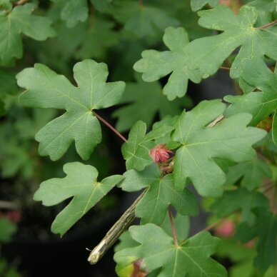 Field maple 'Huibers Elegant' C10