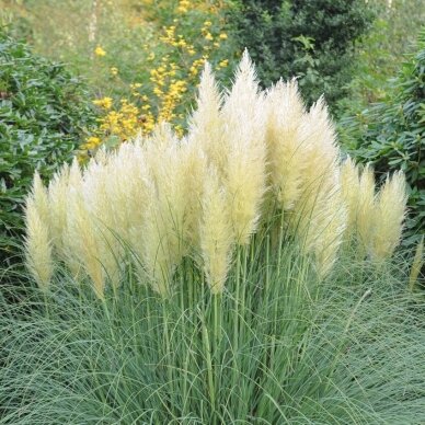 Cortaderia selloana C2