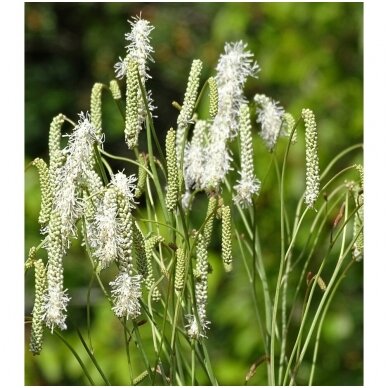 Sanguisorba tenuifolia 'Alba'  C2