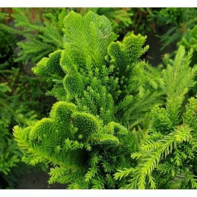 Japanese cedar 'Cristata' C5