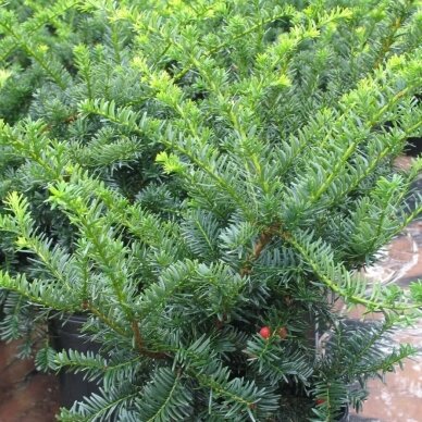 Dwarf Japanese Yew 'Nana', C2 2