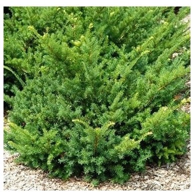 Dwarf Japanese Yew 'Nana', C2