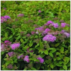 Japanese spirea 'Manon' C2