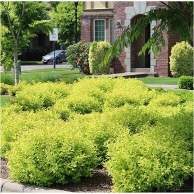 Japanese spirea 'Gold Mound' C5