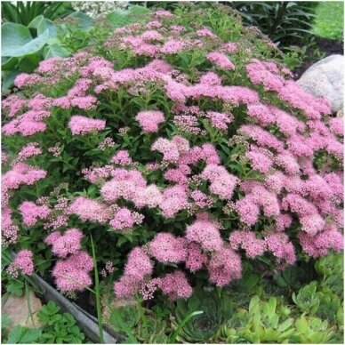 Japanese spirea 'Japanese Dwarf' C5