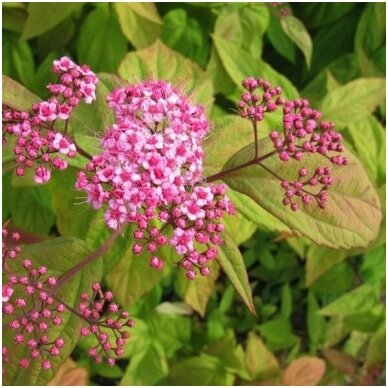 Lanksva japoninė 'MACROPHYLLA' C5