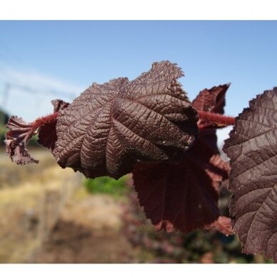 Lazdynas paprastasis Purple Umbrella 'JM 251', C5 2