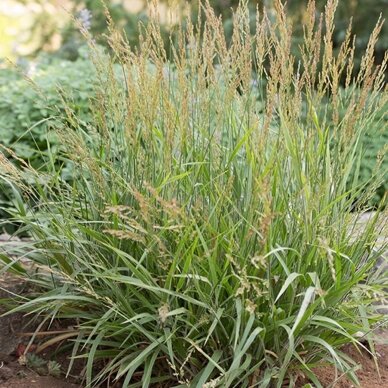 Calamagrostis splendens 'Cheju-Do'  C2