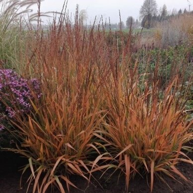 Calamagrostis splendens 'Cheju-Do'  C2 2