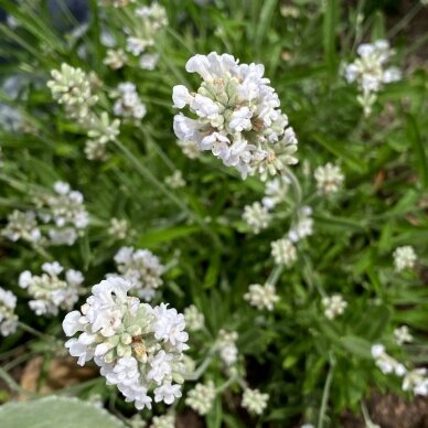 Levanda tikroji 'Arctic snow', C2 2