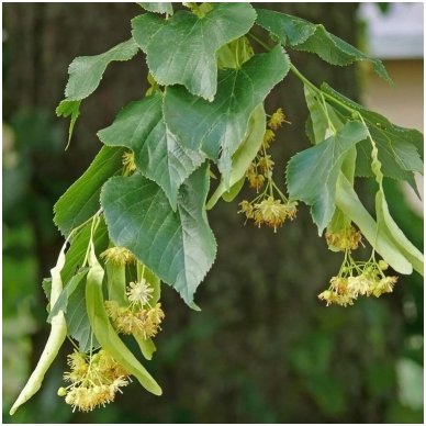 Small-leaved lime C10 2