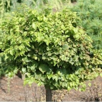 Small-leaved lime 'Komsta Minima' C10, Pa