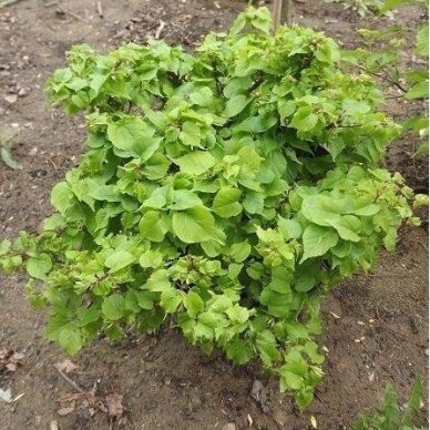 Small-leaved lime 'Komsta Minima' C10, Pa 2