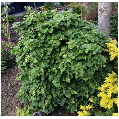 Small-leaved lime 'Monto' C10