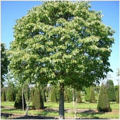 Small-leaved lime 'Simone' C20, Pa