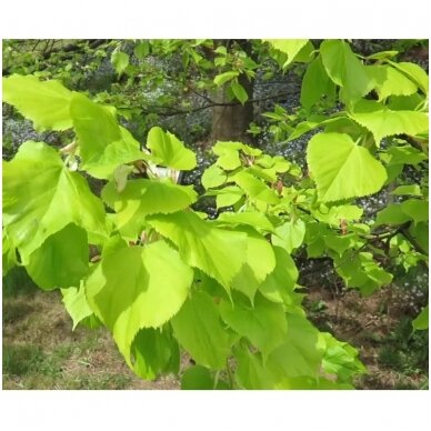 Small-leaved lime 'Villae Aurea' C20 Pa