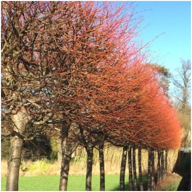 Liepa mažalapė 'Winter Orange' C5