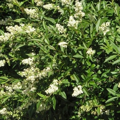 Wild Privet 'Lodense', C2