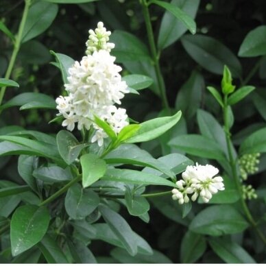 Wild Privet 'Pyramidale' C10 2