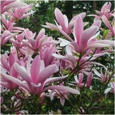 Magnolija 'Betty' C20