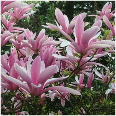 Magnolia 'Betty' C10