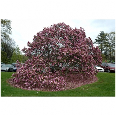 Magnolia 'Betty' C10 2