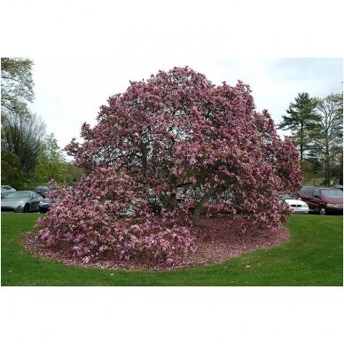 Magnolia 'Betty' C20 2