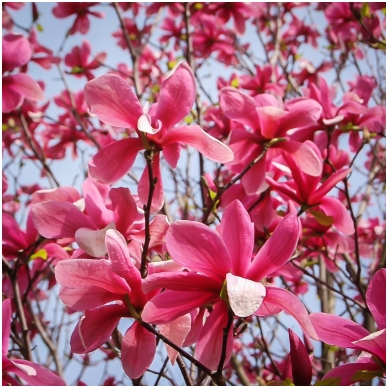 Magnolija 'Galaxy' C20