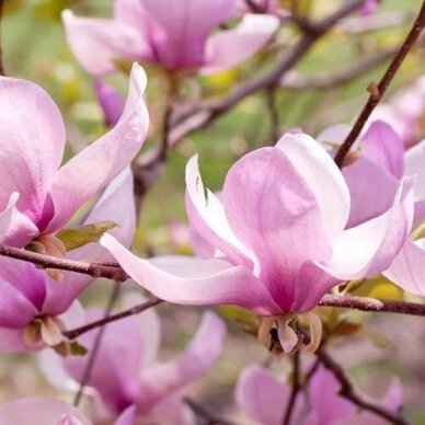 Magnolija 'George Henry Kern', C2