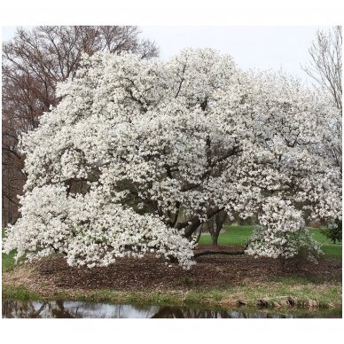 Magnolija japoninė C10 2