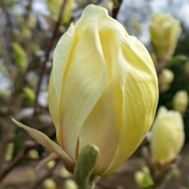 Magnolija 'Yellow Lantern' C20 2