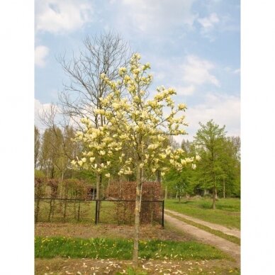 Magnolija 'Yellow Lantern' C20 3