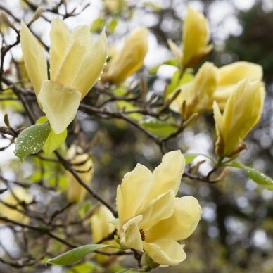 Magnolija 'Yellow Lantern' C20