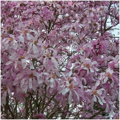 Magnolija žvaigždinė 'Rosea' C10 2