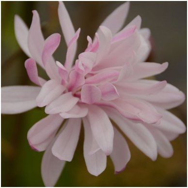 Star magnolia 'Rosea' C10