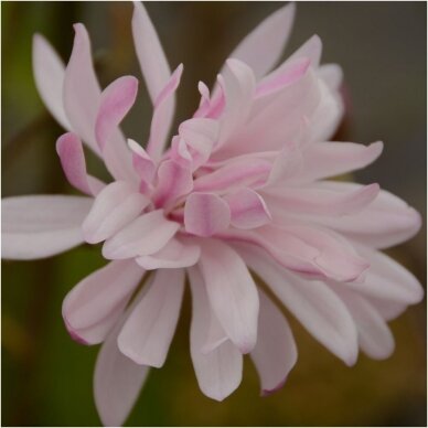 Star magnolia 'Rosea' C20