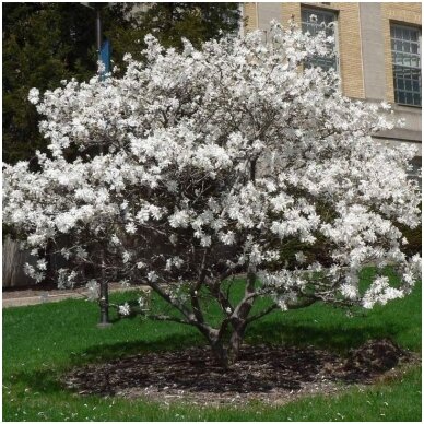 Magnolija žvaigždinė 'Royal Star' C20